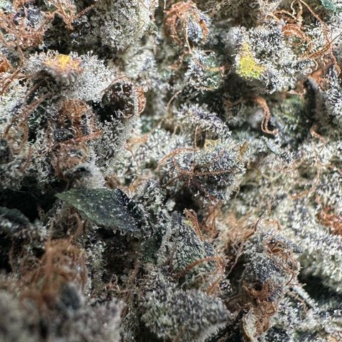 CxLAZ #24 37.13g growlog timeline photo