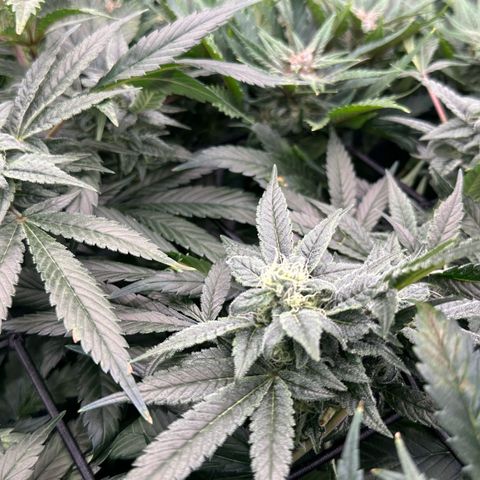 MiscxLAZ #08 C #1 growlog timeline photo