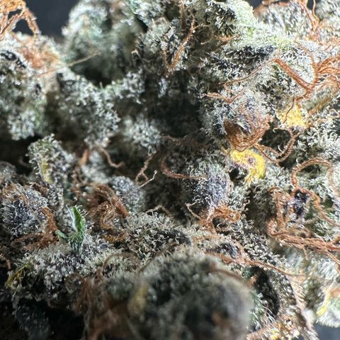 CxLAZ #24 37.13g growlog timeline photo