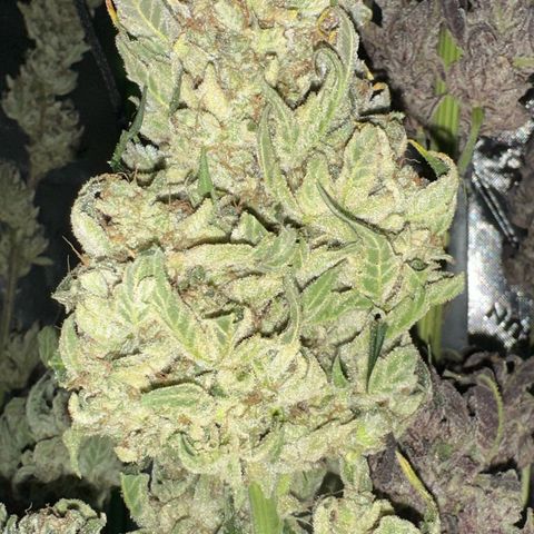 CxLAZ #15 52g growlog timeline photo