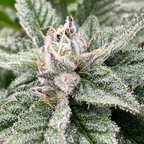 MiscxLAZ #29 C growlog timeline photo