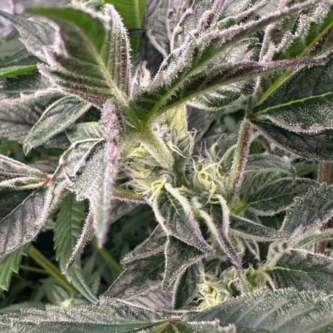 MiscxLAZ #37 C growlog timeline photo
