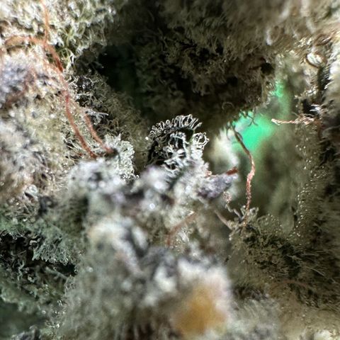 Misc x (LA Kush x Zkittles) #29 25.69g growlog timeline photo