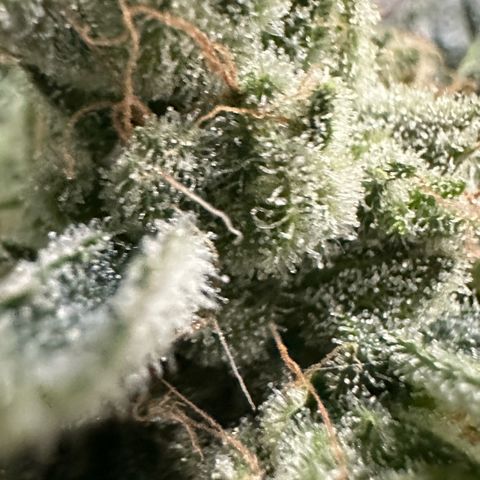 CxLAZ #06 growlog photo: Bent branch bad so cut off bud and hung to dry.