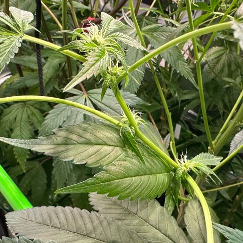 CxLAZ #31 C growlog timeline photo