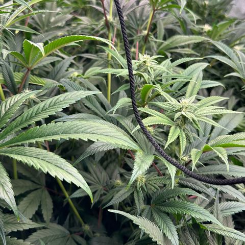 MiscxLAZ #26 C #1 47.15g growlog timeline photo