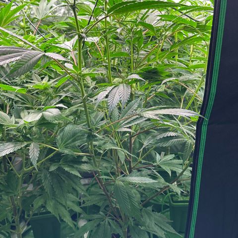 MiscxLAZ #29 C growlog timeline photo