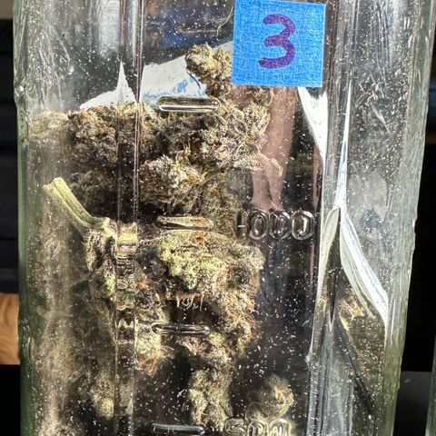 CxLAZ #03 45.52g growlog timeline photo