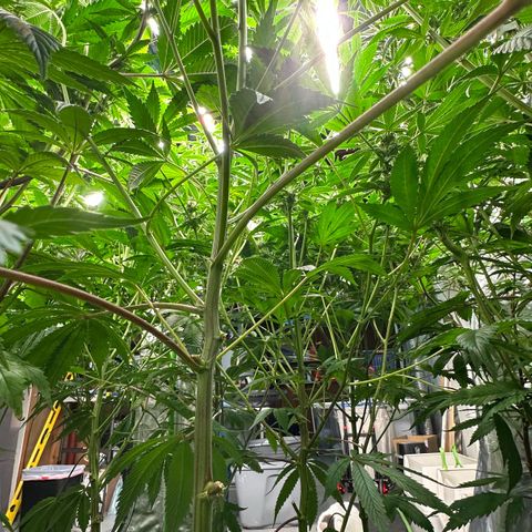CxLAZ #31 C growlog timeline photo