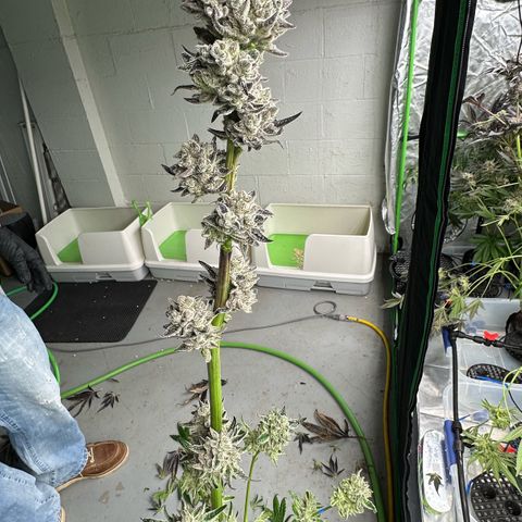 Misc x (LA Kush x Zkittles) #29 25.69g growlog photo: Harvest day