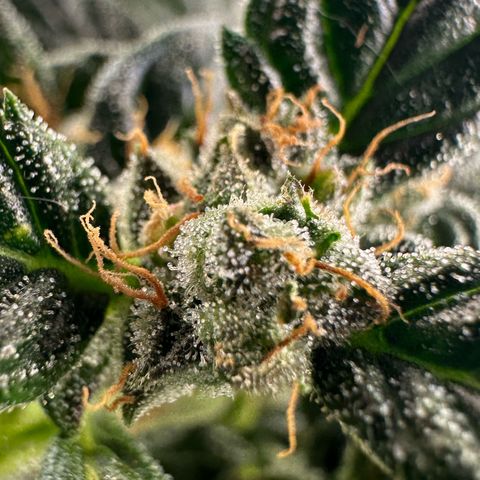 Auto Think Different  #3 growlog timeline photo