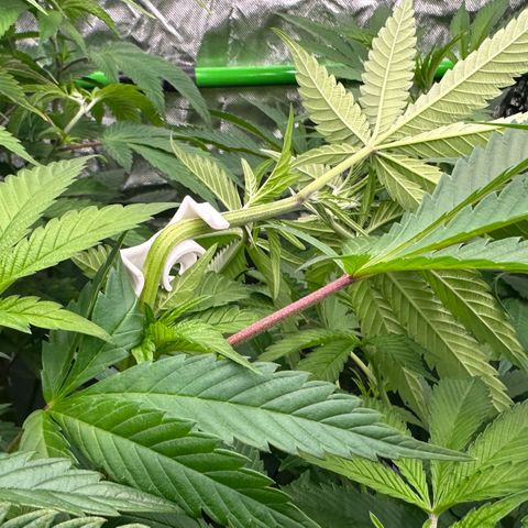 MiscxLAZ #22 C 42.33g growlog timeline photo