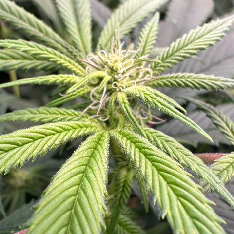 MiscxLAZ #26 C #1 47.15g growlog timeline photo