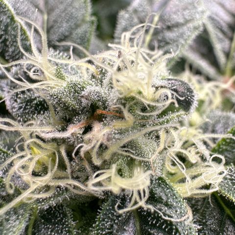 MiscxLAZ #08 C #1 growlog timeline photo