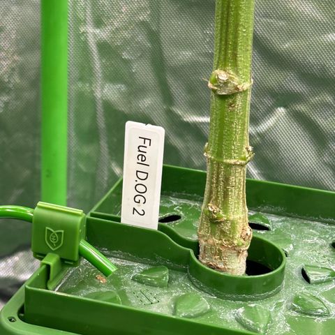 Fuel D.OG #2 Female 49.44g M growlog timeline photo