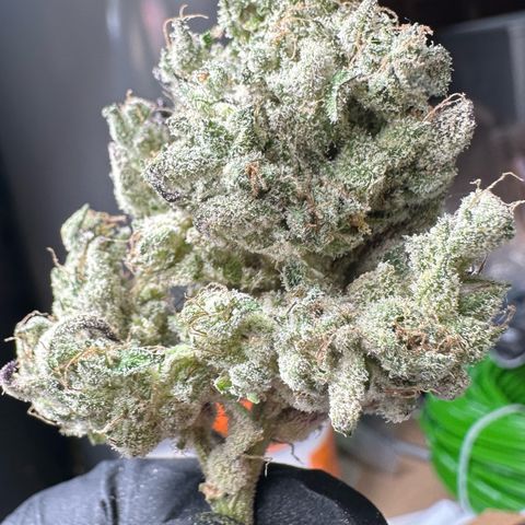 CxLAZ #24 37.13g growlog photo: Seeded bud