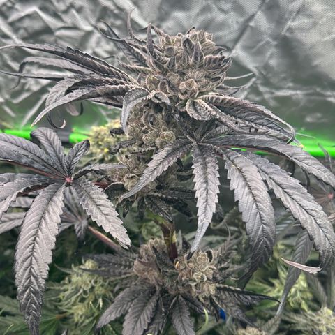 CxLAZ #16 50.72g growlog timeline photo