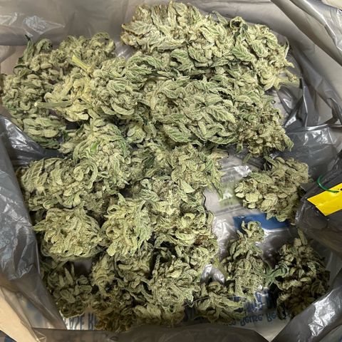 CxLAZ #15 52g growlog photo: Moved to plastic bag