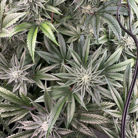 MiscxLAZ #26 C #1 47.15g growlog timeline photo