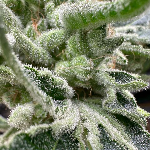 CxLAZ #06 growlog photo: Bent branch bad so cut off bud and hung to dry.