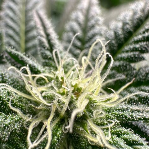 MiscxLAZ #29 C growlog timeline photo