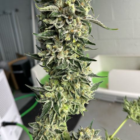 Misc x (LA Kush x Zkittles) #08 growlog photo: Harvest day