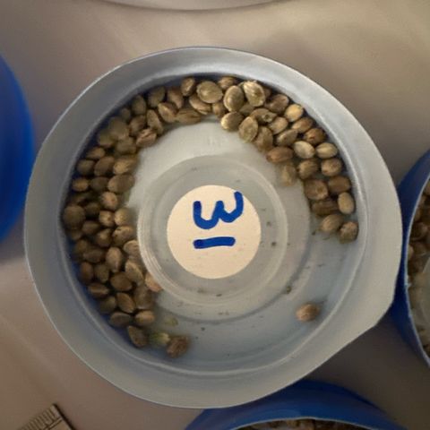 CxLAZ #31 58.75g growlog timeline photo