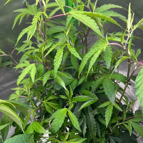 CxLAZ #15 C #1 growlog timeline photo