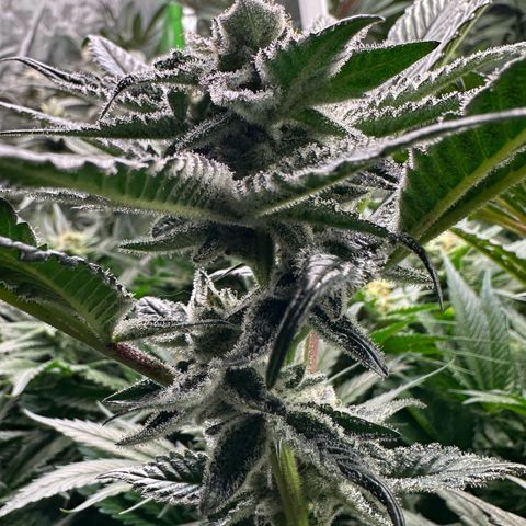 MiscxLAZ #29 C growlog timeline photo