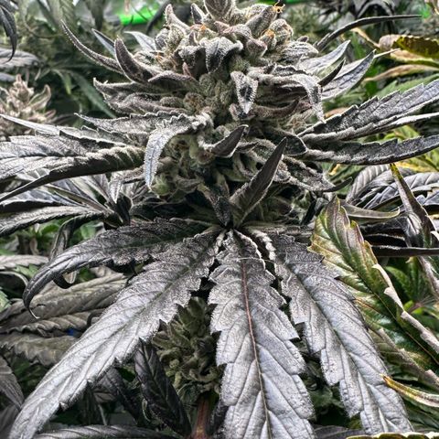 CxLAZ #16 50.72g growlog timeline photo