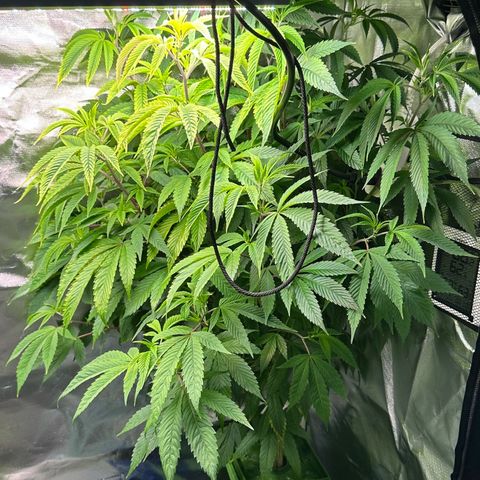 MiscxLAZ #26 C #2 growlog timeline photo
