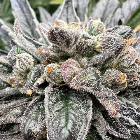 Misc x (LA Kush x Zkittles) #33 19.08g growlog timeline photo