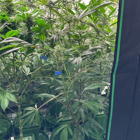 MiscxLAZ #29 C growlog timeline photo