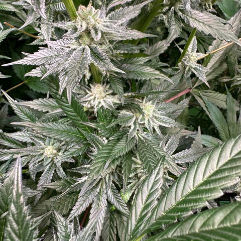 MiscxLAZ #29 C growlog timeline photo