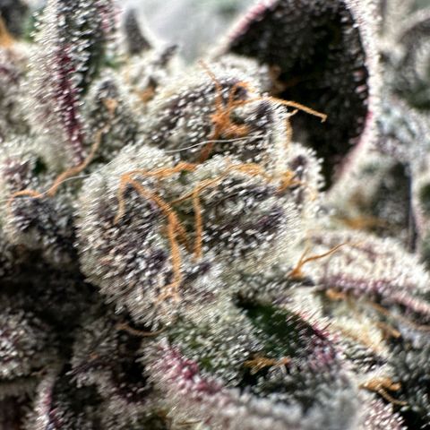 Misc x (LA Kush x Zkittles) #27 33.12g growlog timeline photo