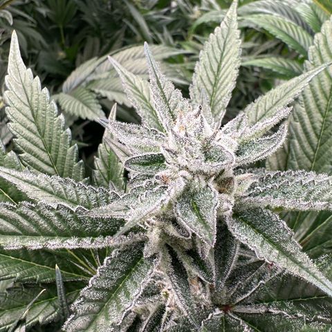 MiscxLAZ #29 C growlog timeline photo