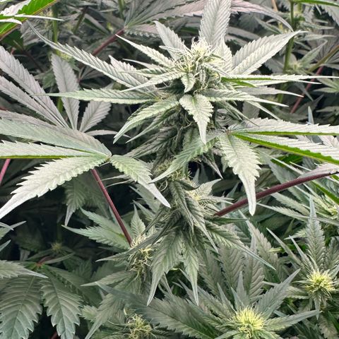 CxLAZ #03 C #1 58.58g growlog timeline photo