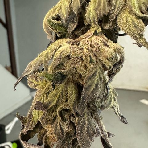 Misc x (LA Kush x Zkittles) #28 13.53g growlog photo: Moved to plastic bag