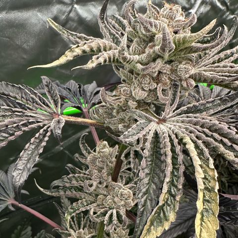 CxLAZ #16 50.72g growlog timeline photo