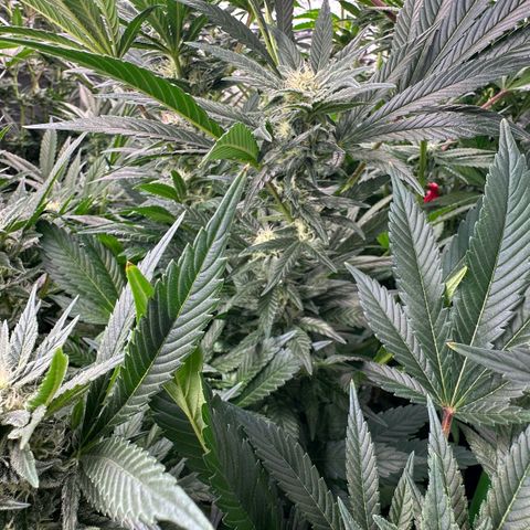 Fuel D.OG #2 Female 49.44g M growlog timeline photo