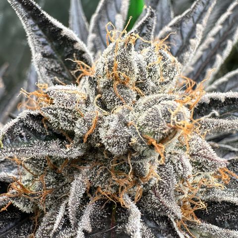 CxLAZ #11 50.28g growlog timeline photo
