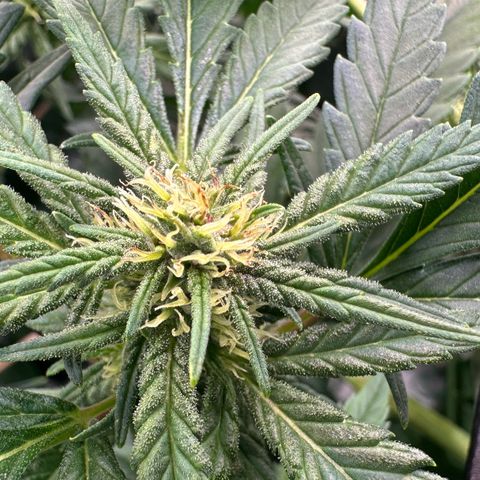 Fuel D.OG #1 Female 47.36g growlog timeline photo