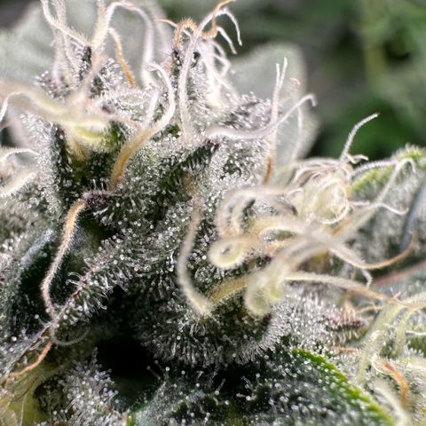 CxLAZ #20 C1 25g growlog timeline photo