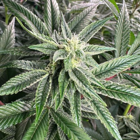 MiscxLAZ #26 C #1 47.15g growlog timeline photo