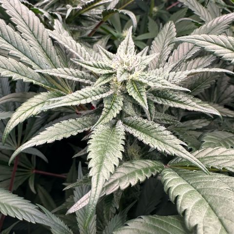 MiscxLAZ #22 C 42.33g growlog timeline photo