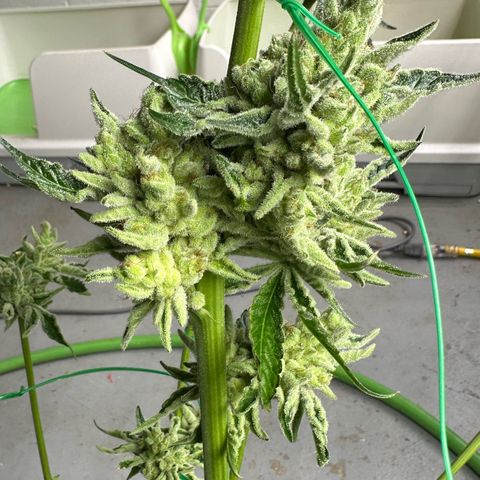 CxLAZ #06 growlog photo: Harvest day
