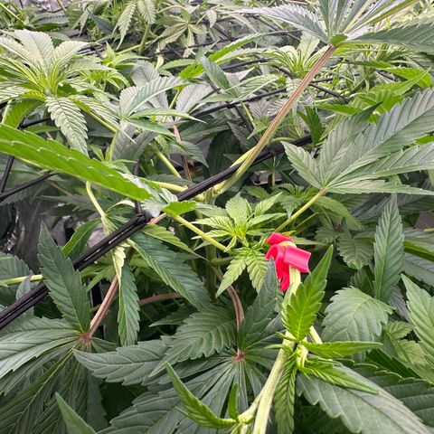 Fuel D.OG #2 Female 49.44g M growlog timeline photo