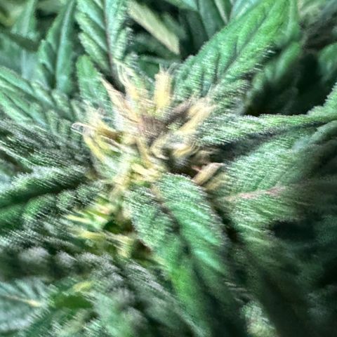 Fuel D.OG #1 Female 47.36g growlog timeline photo