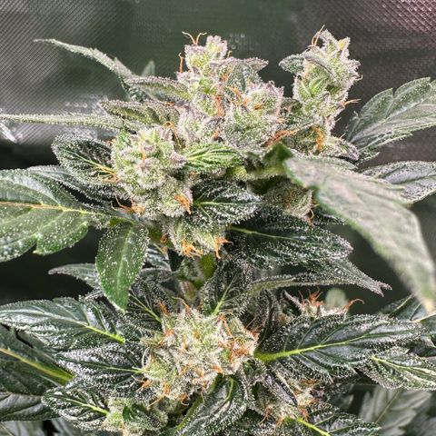 Auto Think Different  #1 growlog timeline photo