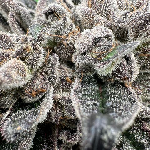 Misc x (LA Kush x Zkittles) #27 33.12g growlog timeline photo